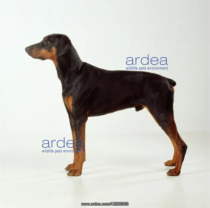 : DOG - Dobermann / Doberman Pinscher, standing, side view : DOG - Dobermann / Doberman Pinscher, standing, side view