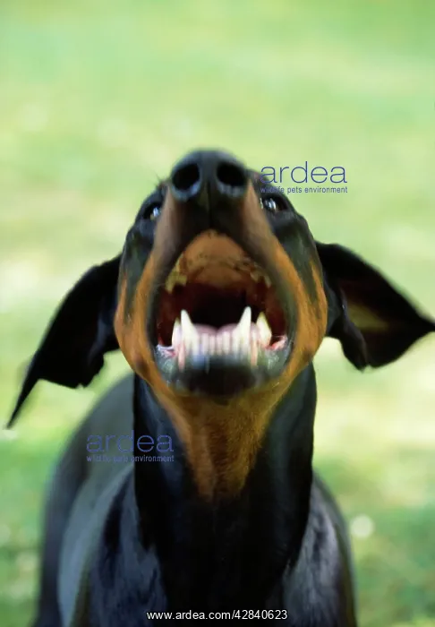  : DOG - Dobermann  /  Doberman Pinscher, aggressive