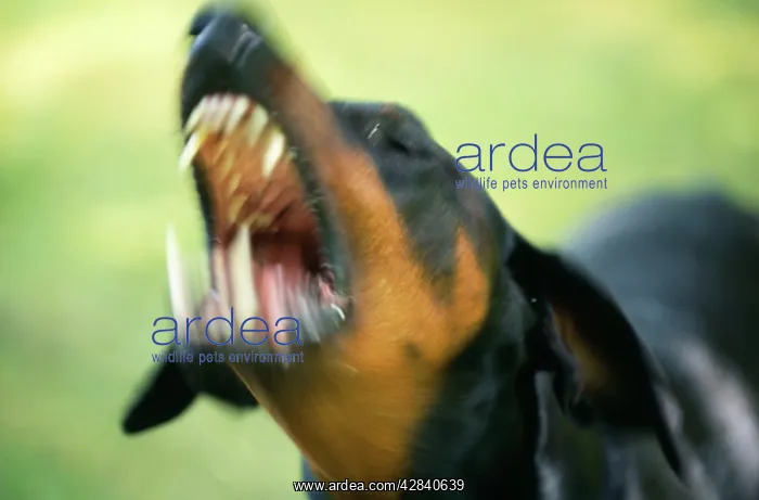  : DOG - Dobermann  /  Doberman Pinscher, aggressive