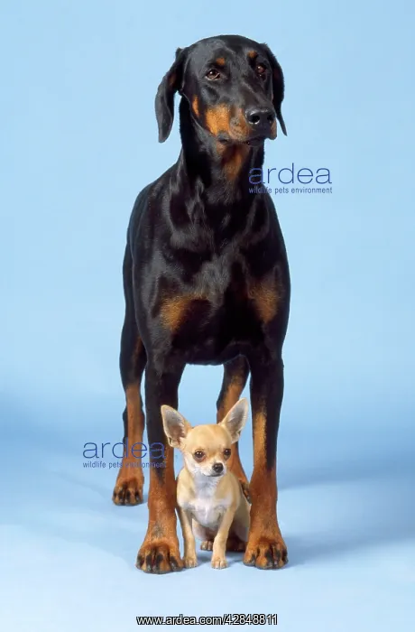 : Dog - Dobermann / Doberman Pinscher & Chihuahua : Dog - Dobermann / Doberman Pinscher & Chihuahua