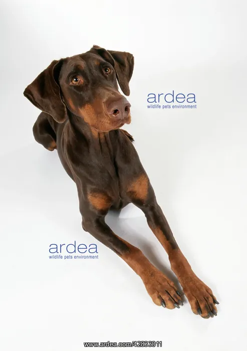 : DOG - Dobermann / Doberman Pinscher, lying. Alert : DOG - Dobermann / Doberman Pinscher, lying. Alert