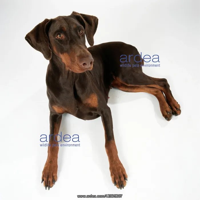 : DOG - Dobermann / Doberman Pinscher, lying. Alert : DOG - Dobermann / Doberman Pinscher, lying. Alert