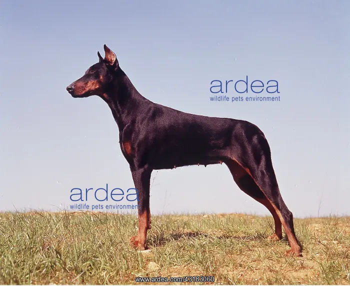 : DOG - Dobermann / Doberman Pinscher, side view full : DOG - Dobermann / Doberman Pinscher, side view full