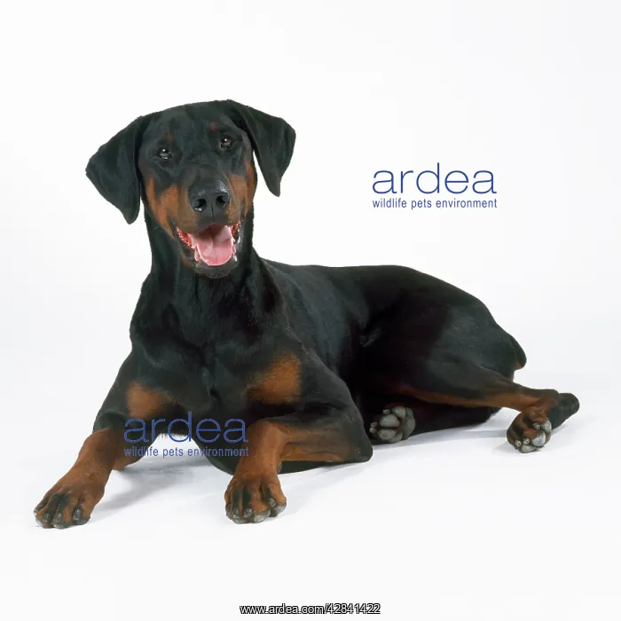: DOG - Dobermann lying down : DOG - Dobermann lying down