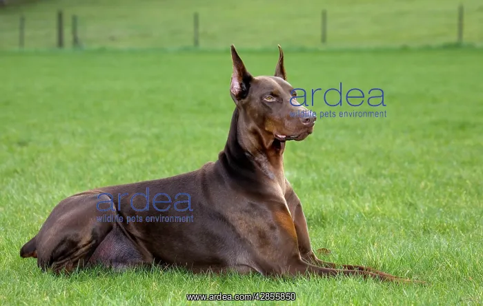  : Dog - Dobermann lying down in garden