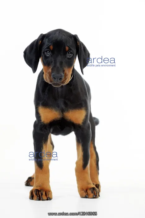 : Dog. Dobermann puppy : Dog. Dobermann puppy