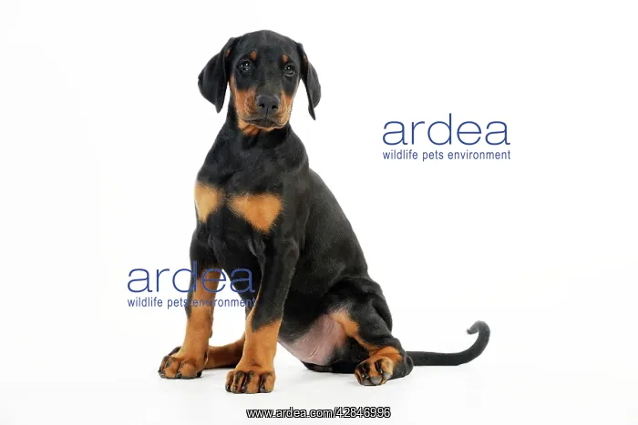 : Dog. Dobermann puppy : Dog. Dobermann puppy