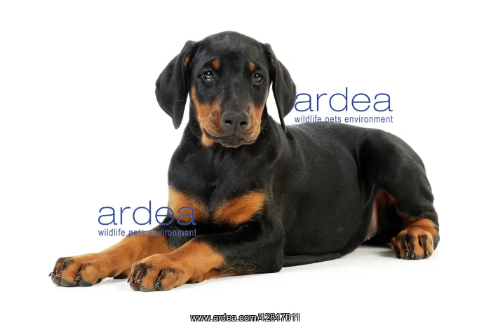 : Dog. Dobermann puppy : Dog. Dobermann puppy
