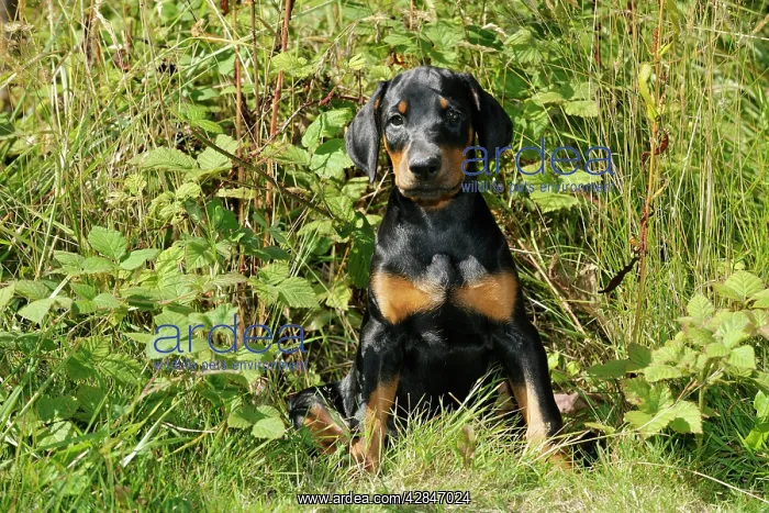 : Dog. Dobermann puppy : Dog. Dobermann puppy