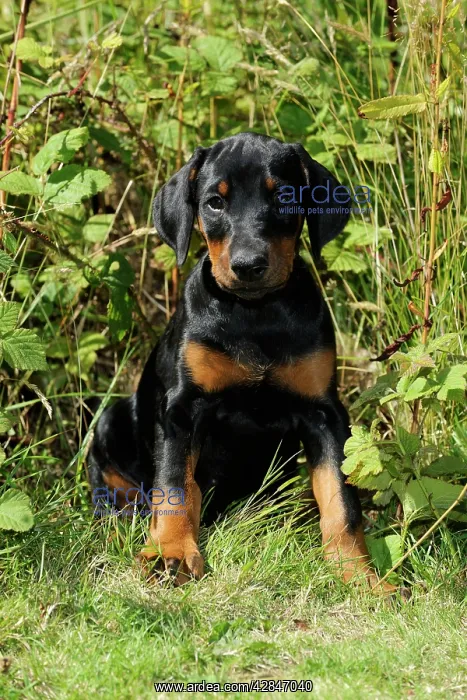: Dog. Dobermann puppy : Dog. Dobermann puppy