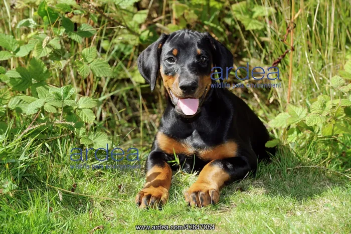 : Dog. Dobermann puppy : Dog. Dobermann puppy