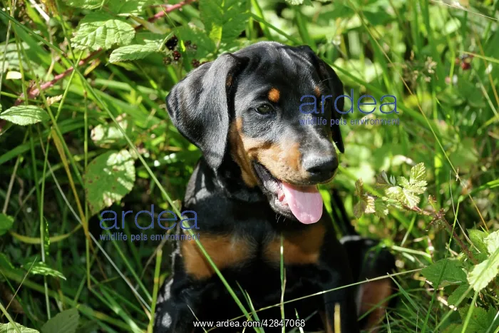 : Dog. Dobermann puppy : Dog. Dobermann puppy