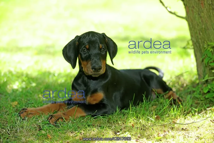 : Dog. Dobermann puppy : Dog. Dobermann puppy