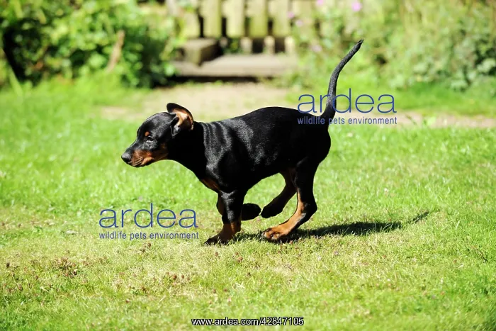 : Dog. Dobermann puppy : Dog. Dobermann puppy