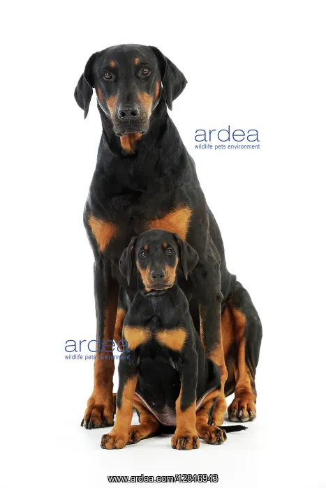 : Dog. Dobermann puppy and adult : Dog. Dobermann puppy and adult