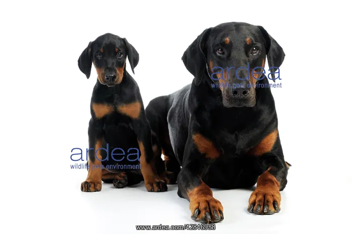  : Dog. Dobermann puppy and adult