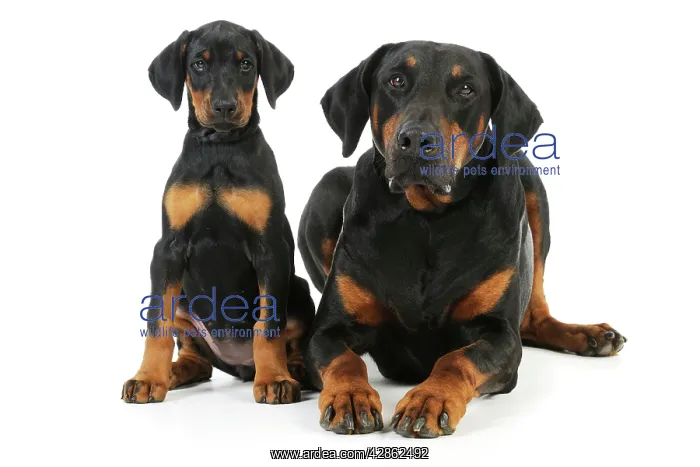 : Dog. Dobermann puppy and adult : Dog. Dobermann puppy and adult
