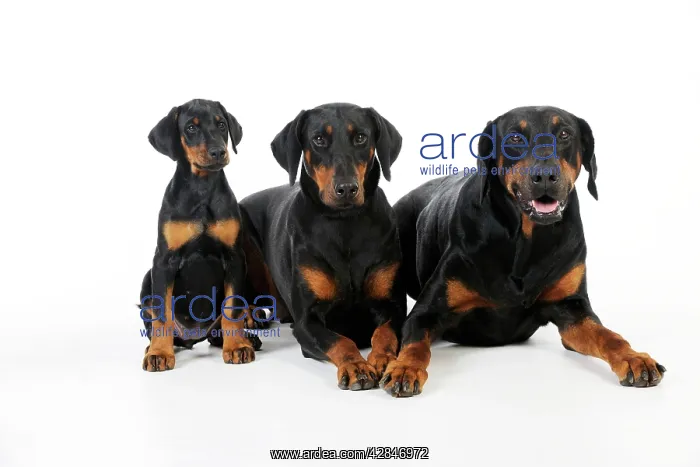 : Dog. Dobermann puppy and dogs : Dog. Dobermann puppy and dogs