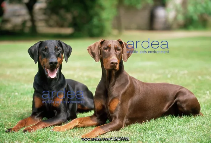 : DOG - Two Dobermanns : DOG - Two Dobermanns