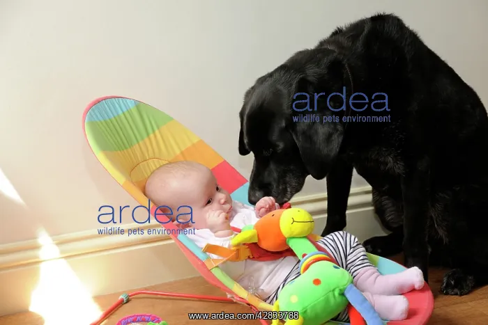  : Dog. Dog with baby in buggy