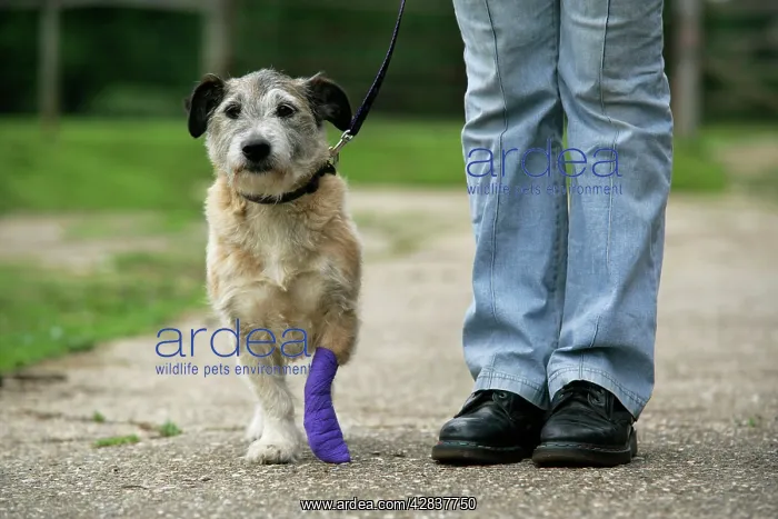  : DOG - dog with bandaged leg being walked on a lead