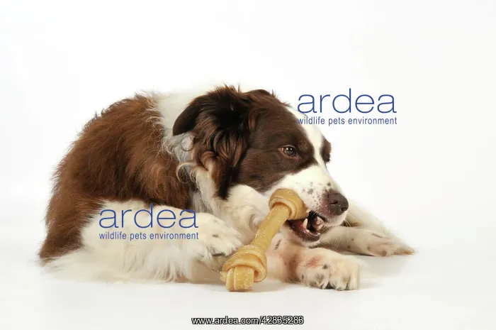  : Dog. Dog chewing on rawhide