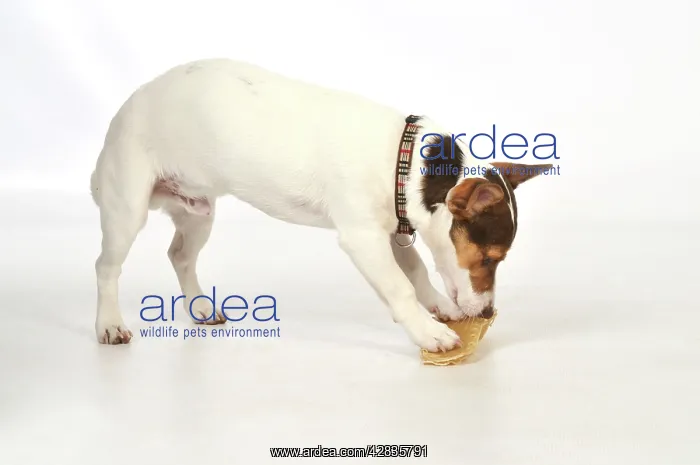  : DOG. dog chewing on rawhide