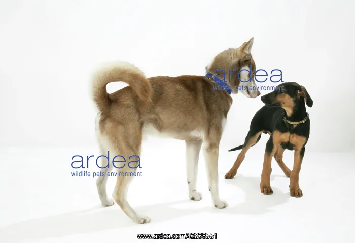 : Dog. Dog with hair along back raised dominating a puppy : Dog. Dog with hair along back raised dominating a puppy