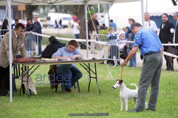 : Dog Show - dog being judged : Dog Show - dog being judged