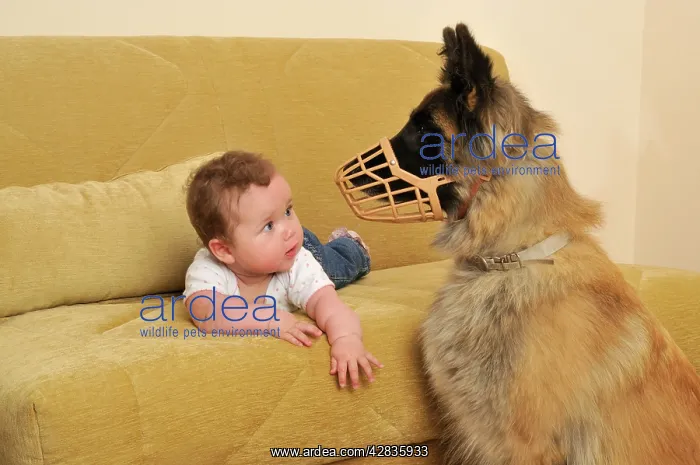  : DOG. dog in muzzle near infant