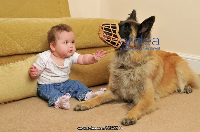  : DOG. dog in muzzle near infant