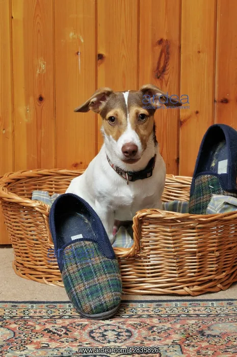  : DOG. dog being possessive of slipper