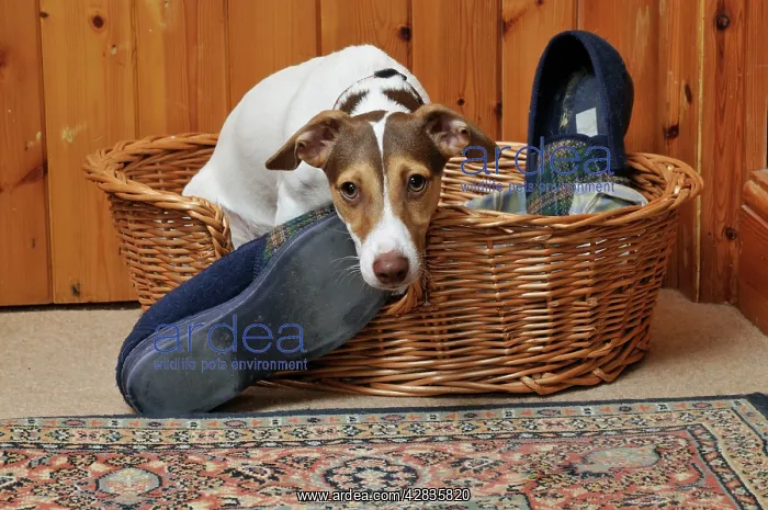  : DOG. dog being possessive of slippers