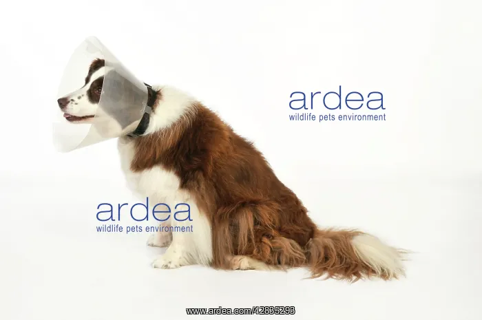  : Dog. Dog with a post surgery collar