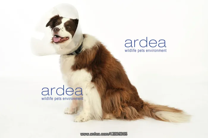  : Dog. Dog with a post surgery collar