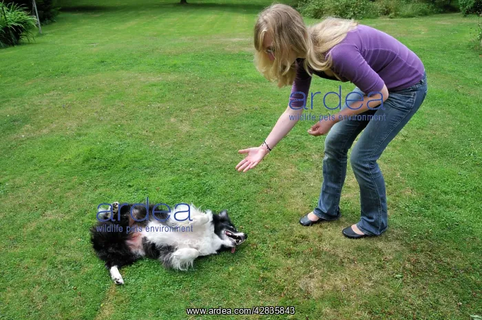  : DOG. dog rolling over on owners command
