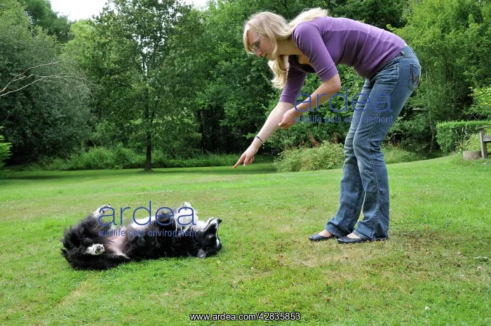  : DOG. dog rolling over on owners command