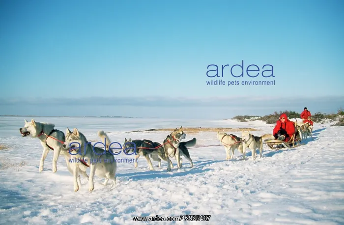 : DOG - dog-sledding with Huskies : DOG - dog-sledding with Huskies
