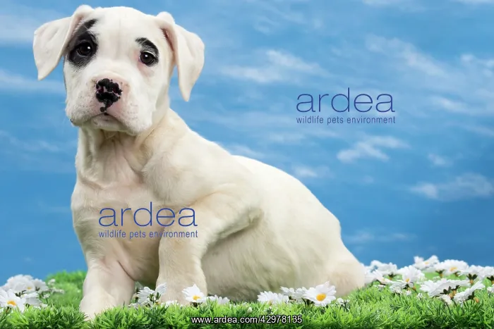  : Dog - Dogo Argentino - puppy 10 weeks