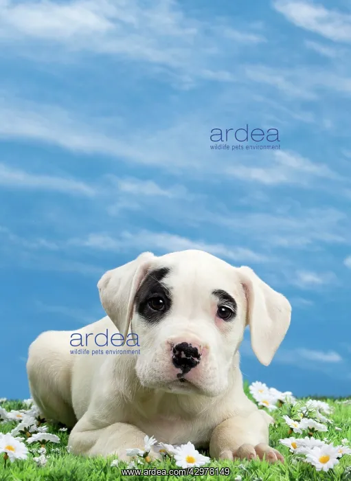  : Dog - Dogo Argentino - puppy 10 weeks