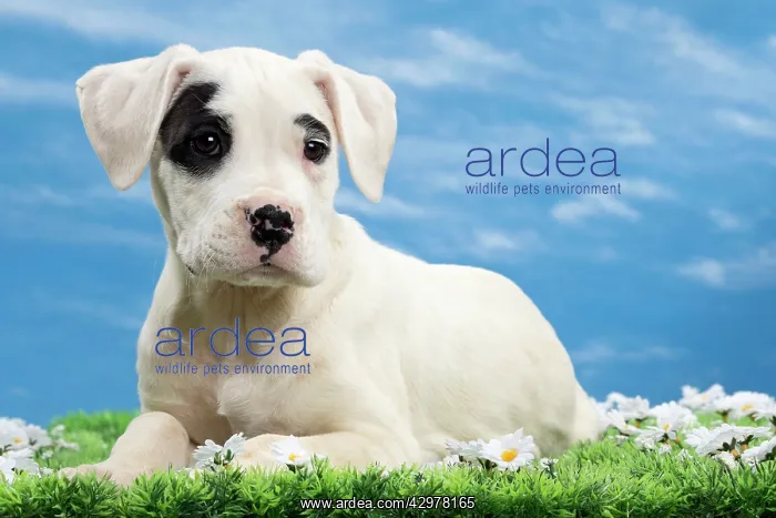  : Dog - Dogo Argentino - puppy 10 weeks