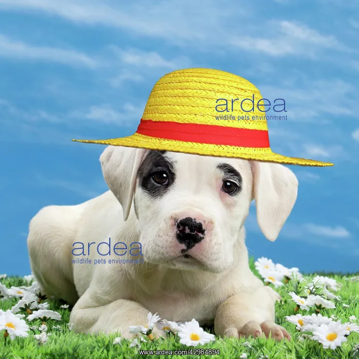 : Dog - Dogo Argentino - puppy 10 weeks wearing : Dog - Dogo Argentino - puppy 10 weeks wearing