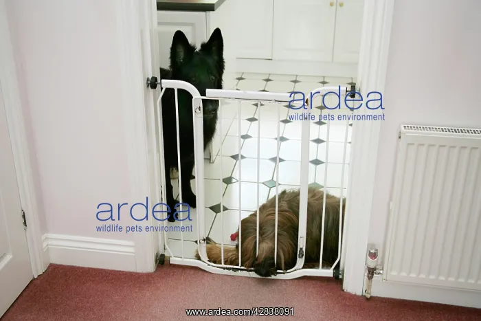  : DOG - dogs behind baby gate