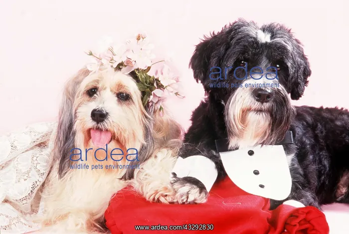 : DOG - DOG'S WEDDING - BRIDE & GROOM : DOG - DOG'S WEDDING - BRIDE & GROOM