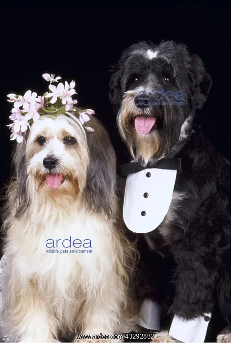 : DOG - DOG'S WEDDING'- BRIDE & GROOM : DOG - DOG'S WEDDING'- BRIDE & GROOM