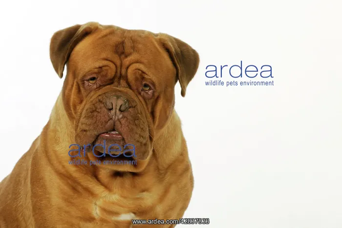  : DOG. Dogue De Bordeaux