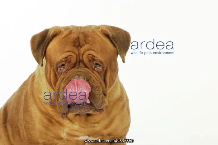  : DOG. Dogue De Bordeaux