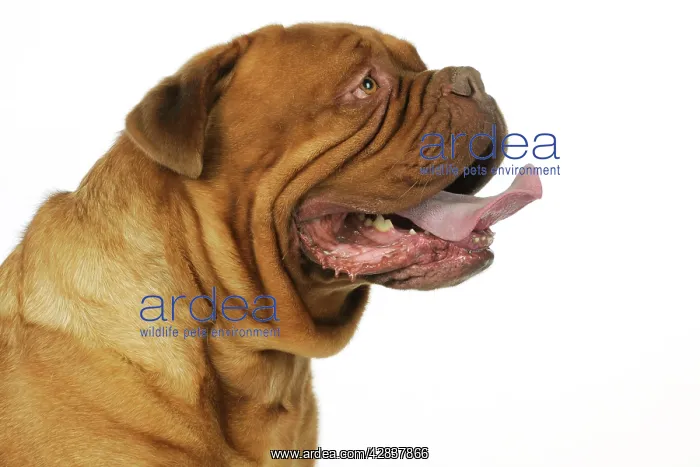  : DOG. Dogue De Bordeaux