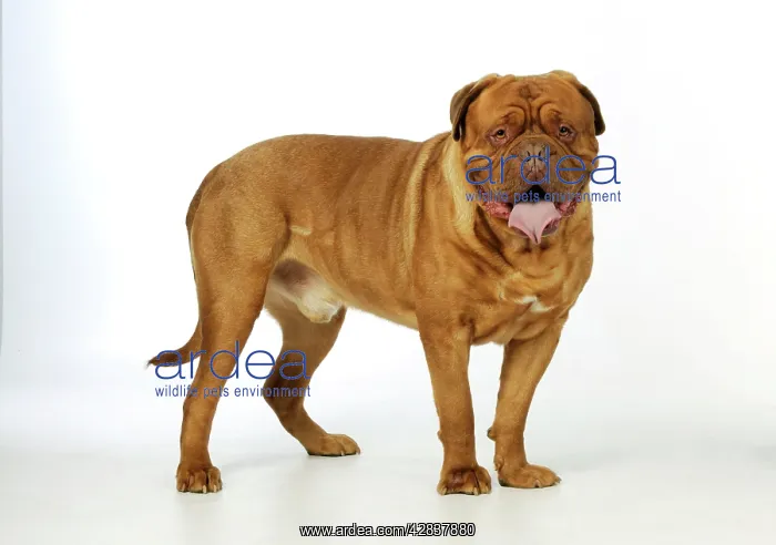  : DOG. Dogue De Bordeaux