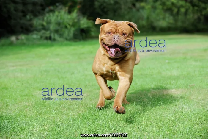  : DOG. Dogue De Bordeaux